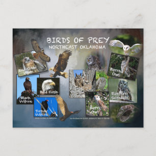 Cartão Postal aves de Prey Oklahoma postais 19dk-z