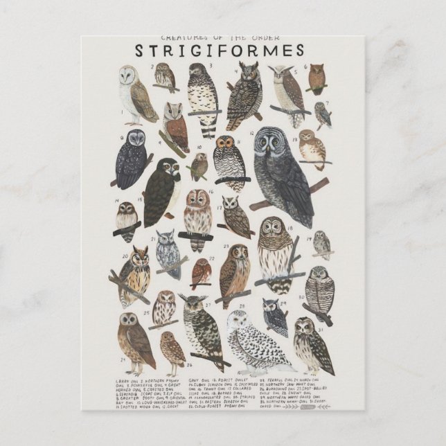 Cartão Postal Aves de rapina noturnas corujas e mochos (Frente)