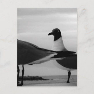 Cartão Postal Aves de uma pena