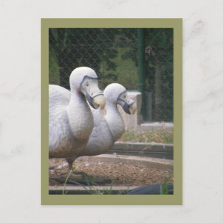 Cartão Postal Aves do Dodo