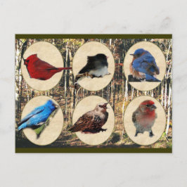 Cartão Postal Aves do Tennessee médio