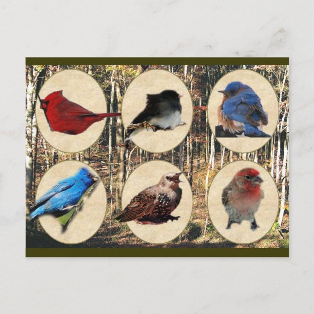 Cartão Postal Aves do Tennessee médio (Frente)