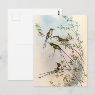 Cartão Postal Aves-humanos por John Gould