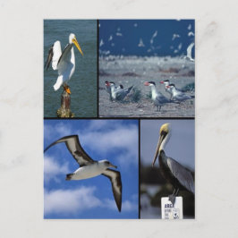 Cartão Postal Aves marinhas selvagens