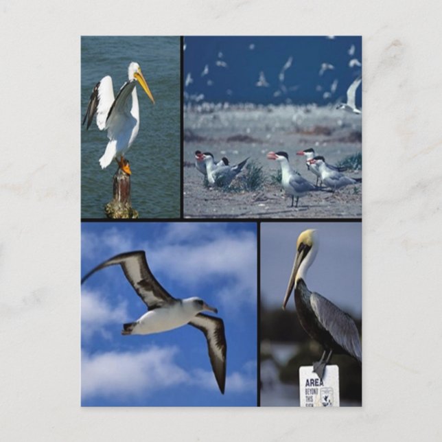 Cartão Postal Aves marinhas selvagens (Frente)