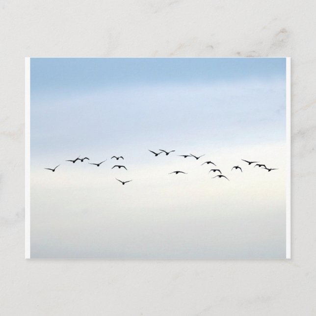 Cartão Postal aves migratórias (Frente)
