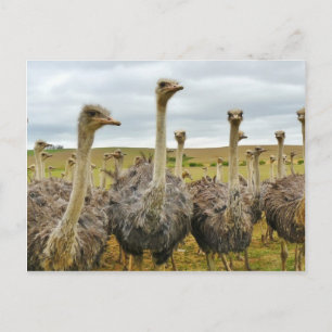 Cartão Postal avestruzes