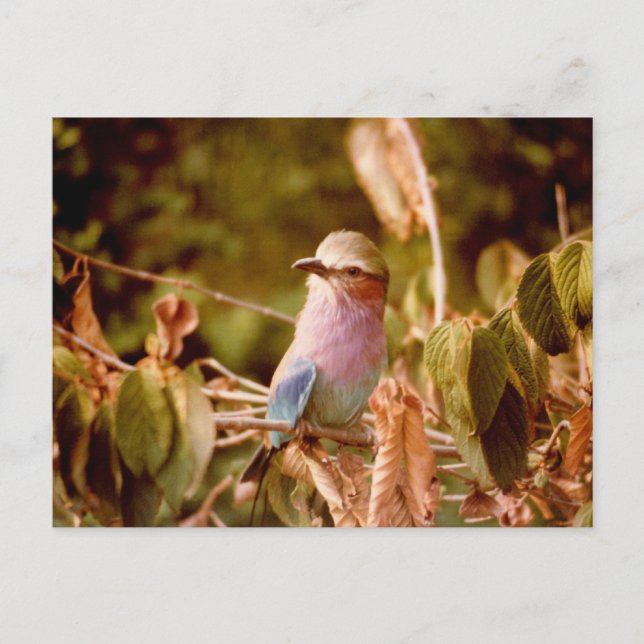 Cartão Postal Aviário (Frente)
