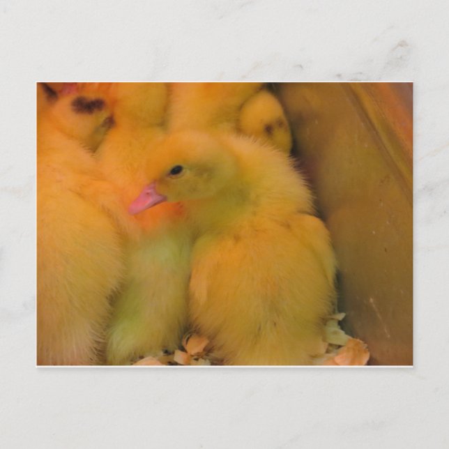 Cartão Postal Awaked Duckling (Frente)