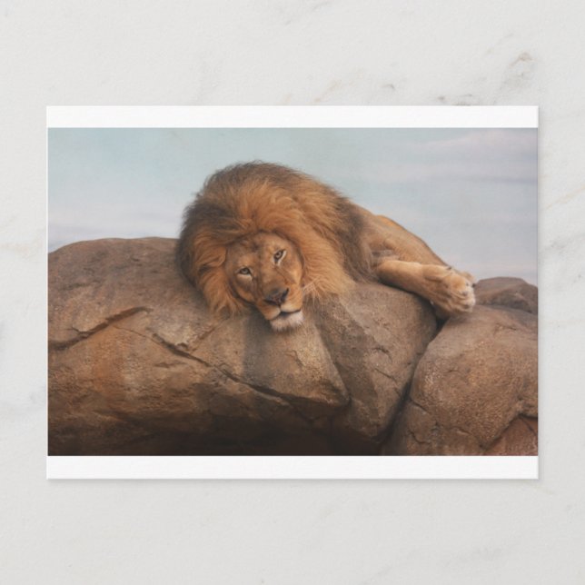 Cartão Postal Awsome Lion (Frente)