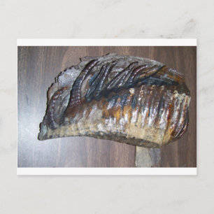 Cartão Postal awsome Mammoth
