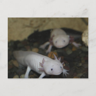 Cartão Postal Axolotl # 2
