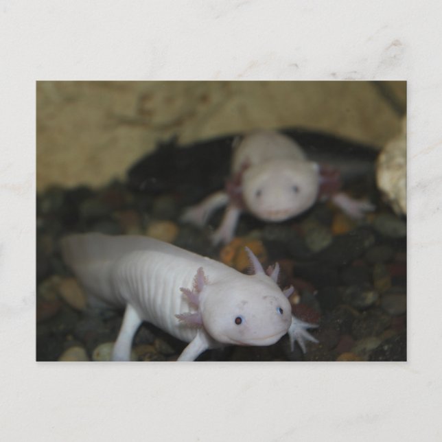 Cartão Postal Axolotl # 2 (Frente)