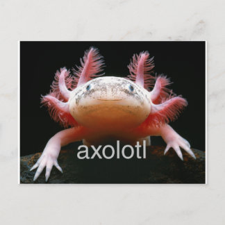 Cartão Postal Axolotl Axolotl Axolotl