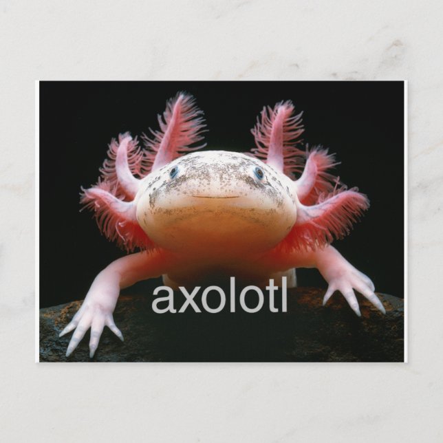 Cartão Postal Axolotl Axolotl Axolotl (Frente)