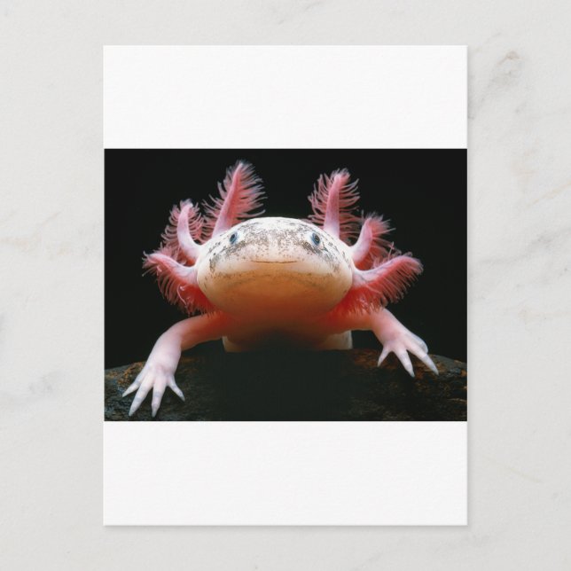 Cartão Postal Axolotl Axolotl.png (Frente)