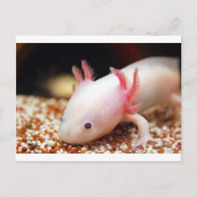 Cartão Postal Axolotl Weißling (Frente)