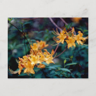 Cartão postal Azalea