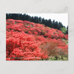 Cartão Postal Azalea Scenery:Cartão-postal