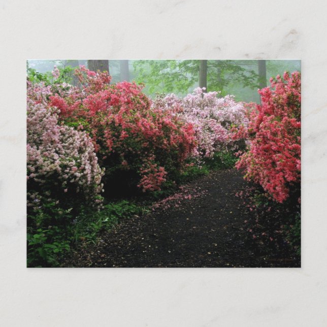 Cartão Postal Azalea Walkway (Frente)