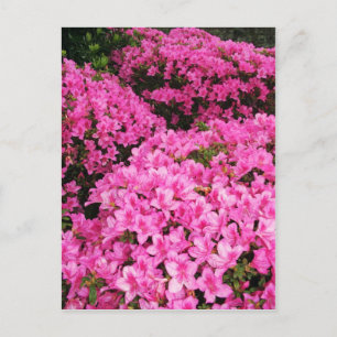 Cartão Postal Azaleas