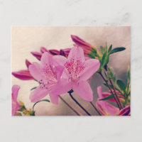 Azaleas