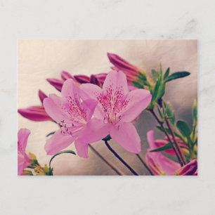 Cartão Postal Azaleas