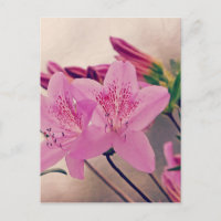Azaleas