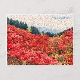 Cartão Postal Azaleas at Mount Katsuragi ポストカード
