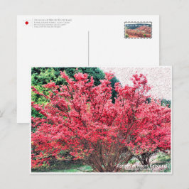 Cartão Postal Azaleas at Mount Katsuragi ポストカード