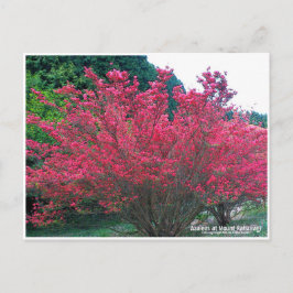 Cartão Postal Azaleas at Mount Katsuragi ポストカード