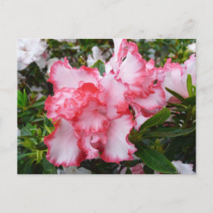 Cartão Postal Azaleas Primavera Floral, Vermelhas Duplas e Branc