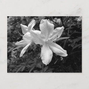 Cartão Postal Azaleas / Rhododendrons em B&W