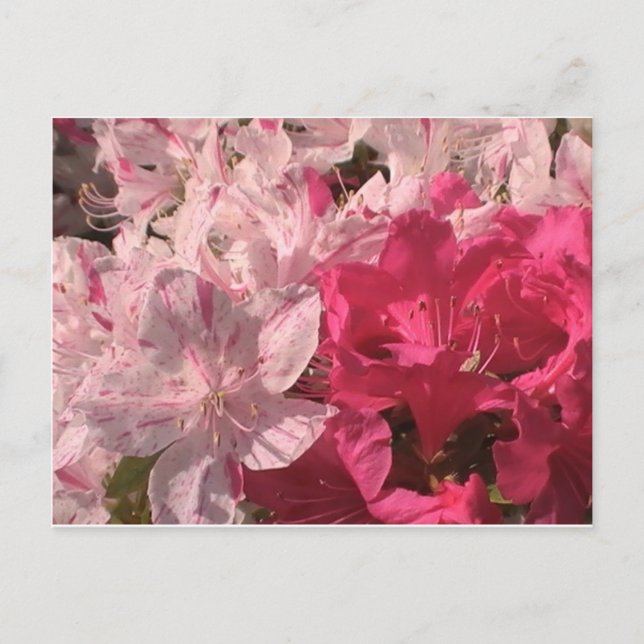 Cartão Postal Azáleas Rosa (Frente)