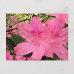 Cartão Postal Azaleas Rosa Quente