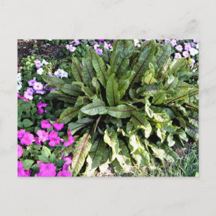 Cartão Postal Azeda de Veia Vermelha Jardim de Flores de Impatie
