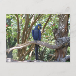 Cartão postal Azul