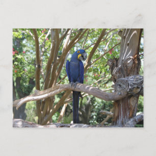 Cartão postal Azul