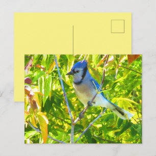 Cartão Postal Azul-cinzento-americano na Árvore da Natureza Pers