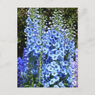 Cartão Postal Azul Delfinium Floral Flowers Natureza