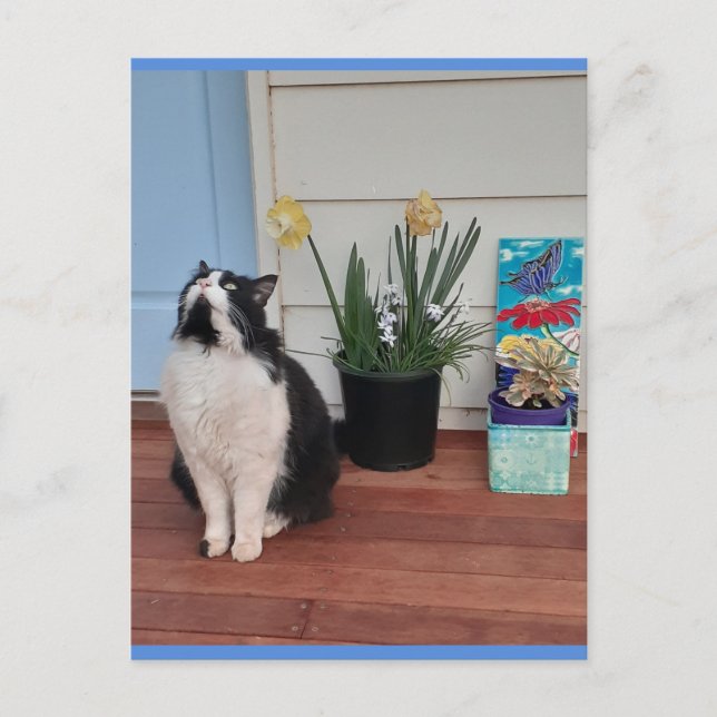 Cartão postal azul do gato Tuxedo fofo com flores  (Frente)