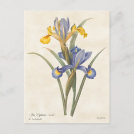 Cartão Postal Azul e Amarelo - Íris Vintage Botânica