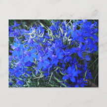 Azul estético Lobelia florescente cottagecore jard