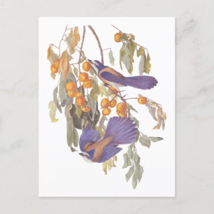 Cartão Postal Azul Gaio da Florida Audubon Pássaros com Laranjas