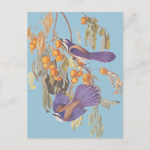 Cartão Postal Azul Gaio-do-charco-da-flórida Audubon Aves com La