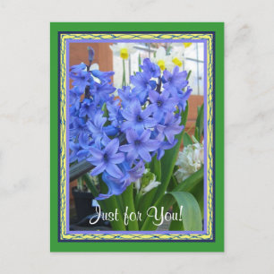 Cartão Postal Azul Hyacinth