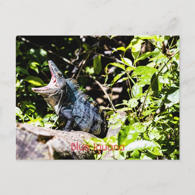 Cartão Postal Azul Iguana (Frente)