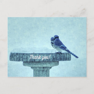 Cartão Postal Azul Jays Inverno Alimentação Pintura Obrigado