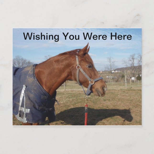 Cartão Postal Azul, Mar - Desejando Que Você Estivesse Aqui Cart (Frente)