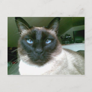 Cartão Postal azul-marinho